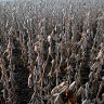 Soy Field